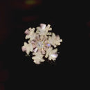 Stylishwe   クリスマス 可愛い スノー  回転ブローチ6色選択可